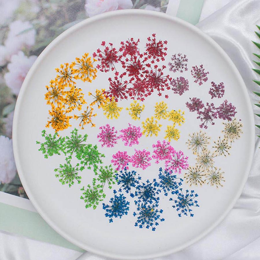 Body Jewelry Display Case - Ammi majus-プレスされた乾燥した花,15〜20mm,植物のハーブ水族館,ジュエリー,はがき,招待状,電話ケース,ブックマーク,diy,60個