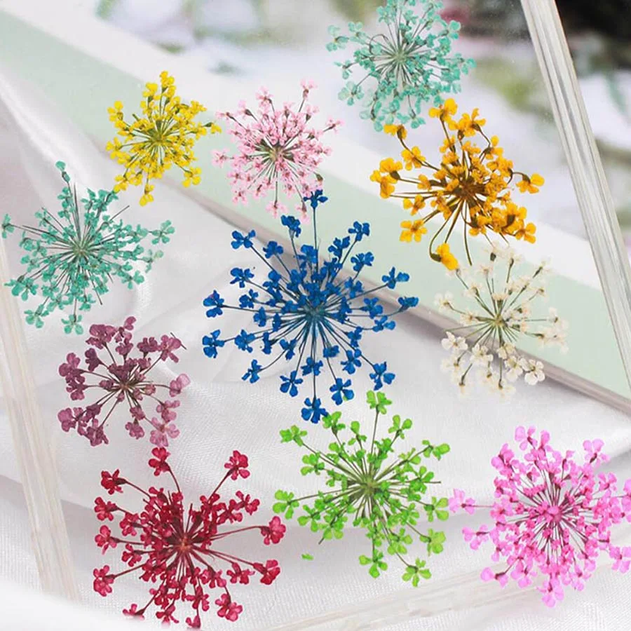 60 個プレス乾燥 20-25 ミリメートル Ammi Ma - Body Jewelry Display Case のレビューと価格