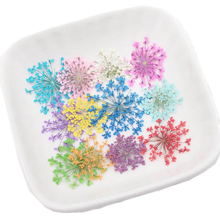 Ammi majus-プレスされた乾燥した花,15〜20mm - Body Jewelry Display Case のレビューと価格