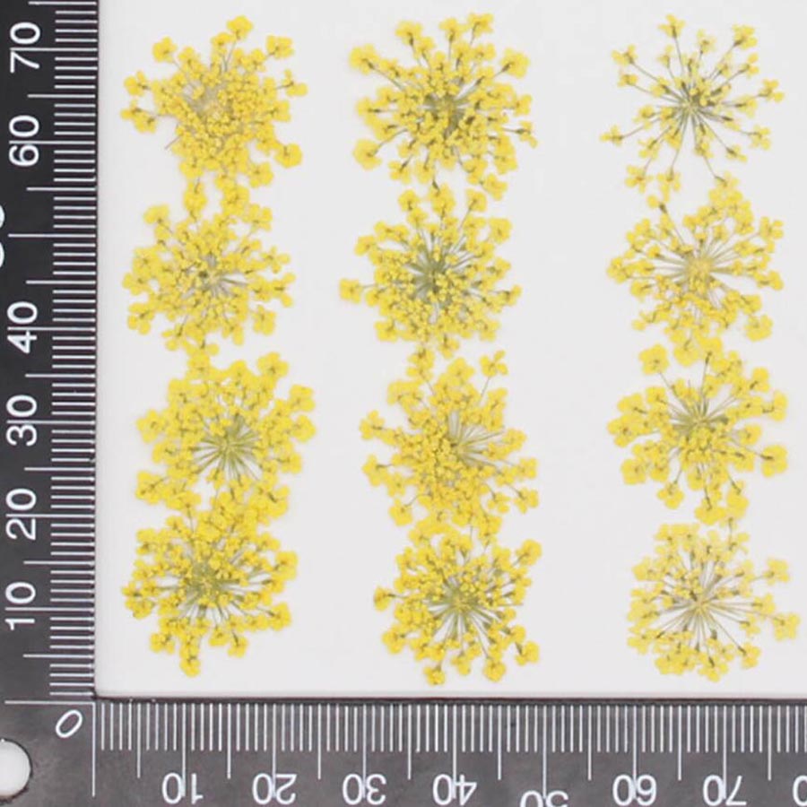 Ammi majus-プレスされた乾燥した花,15〜20mm - Body Jewelry Display Case のレビューと価格