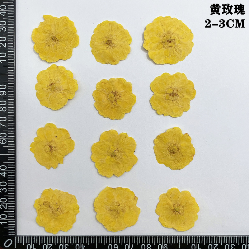 60 個プレス乾燥赤黄ピンクローズフラワー植物ハーバリウムジ - Body Jewelry Display Case のレビューと価格